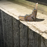 Something Unforgivable