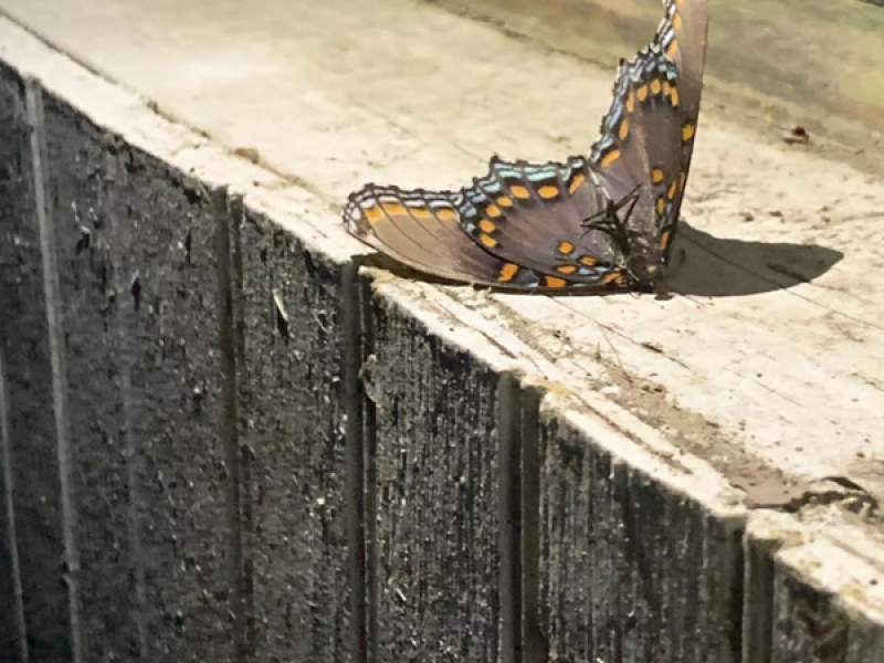 Something Unforgivable