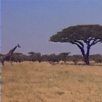 Savannah.vhs (Single)