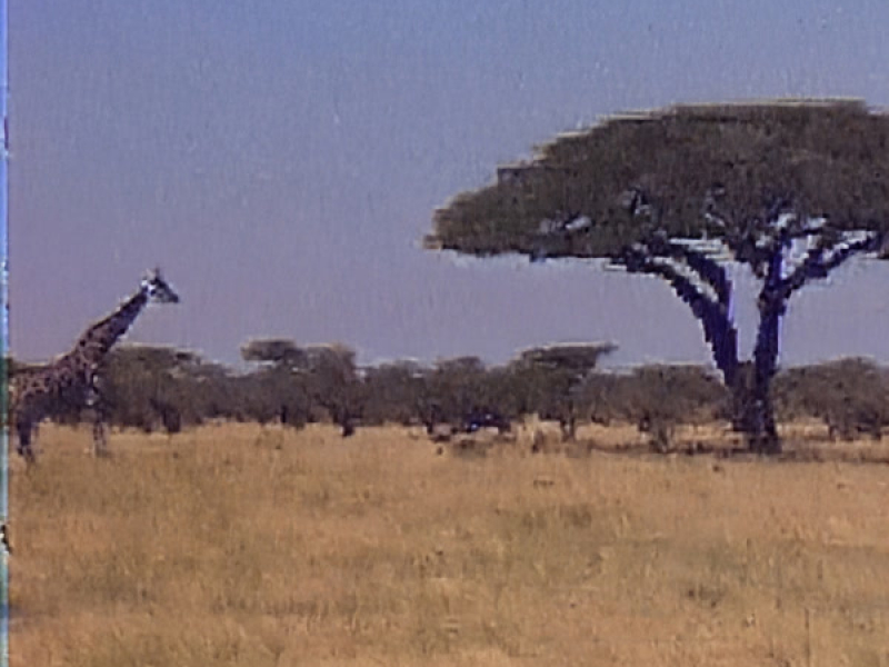 Savannah.vhs (Single)