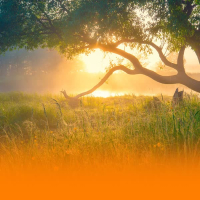 Calming Nighttime Nature Sounds With Ambient Healing Music And Soothing Piano For Deep Relaxation (Single)