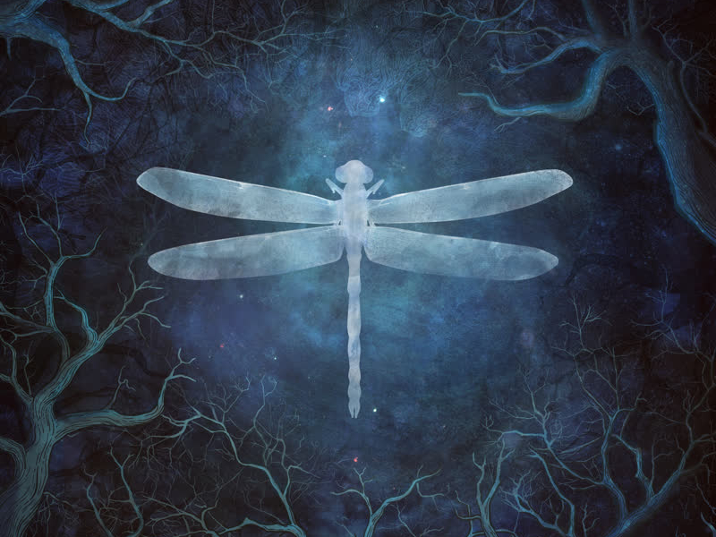 Odonata - 20th Anniversary Edition