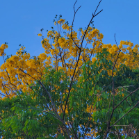 Soothing Serenity (Single)