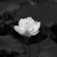 Nhạc Đám Ma (Instrumental) (Single)