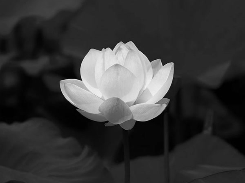 Nhạc Đám Ma (Instrumental) (Single)