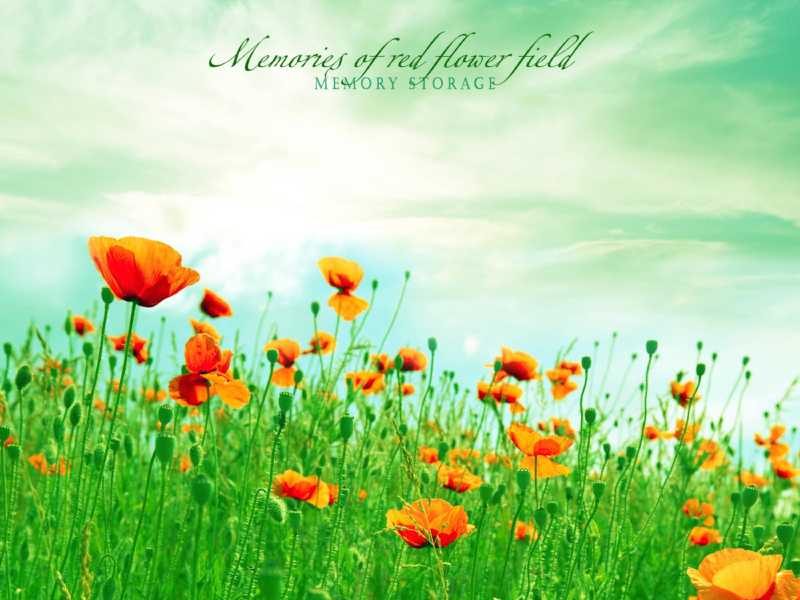 Memories of red flower field (Single)