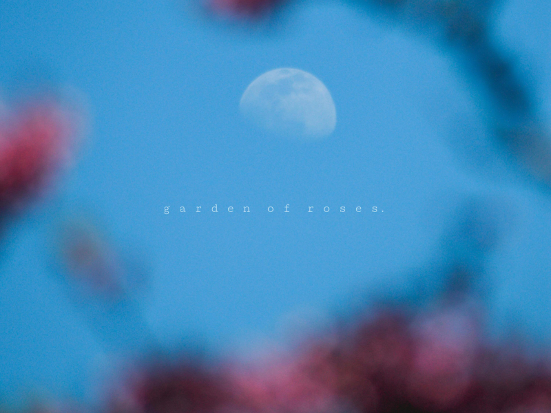 garden of roses (Single)