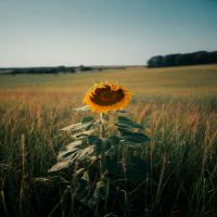 APACI APUCU (Single)