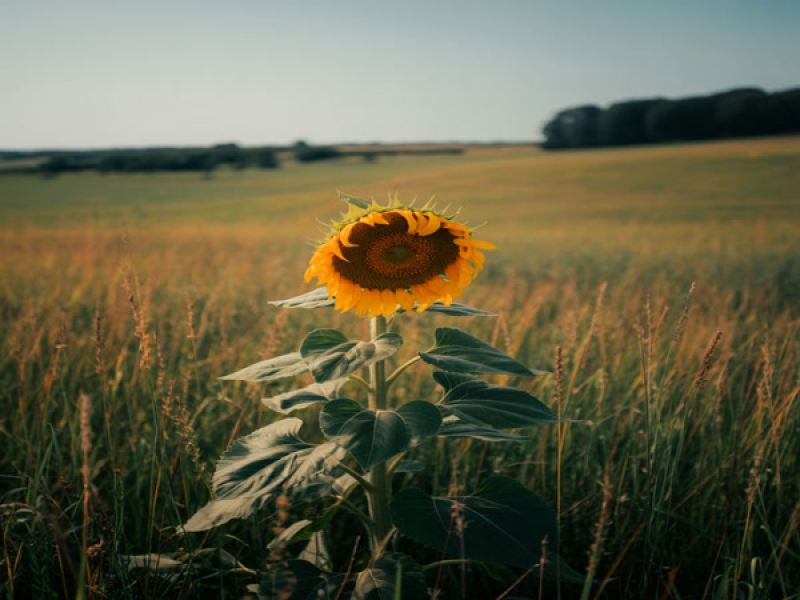 APACI APUCU (Single)