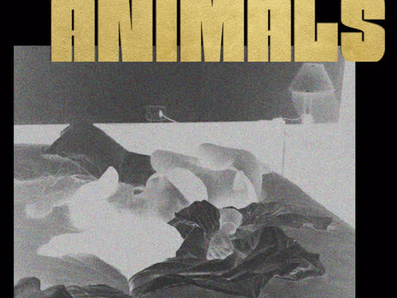 Animals (Single)
