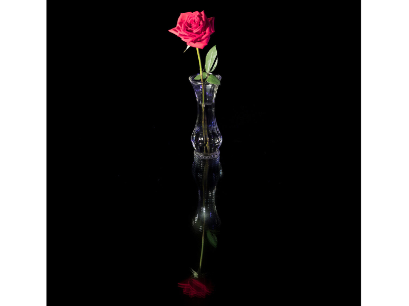 A Cut Rose In Tap Water (Single)