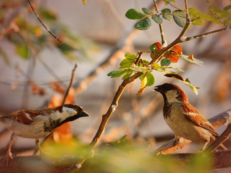 Singing Birds Sounds for Deep Focus and Increased Concentration (Single)