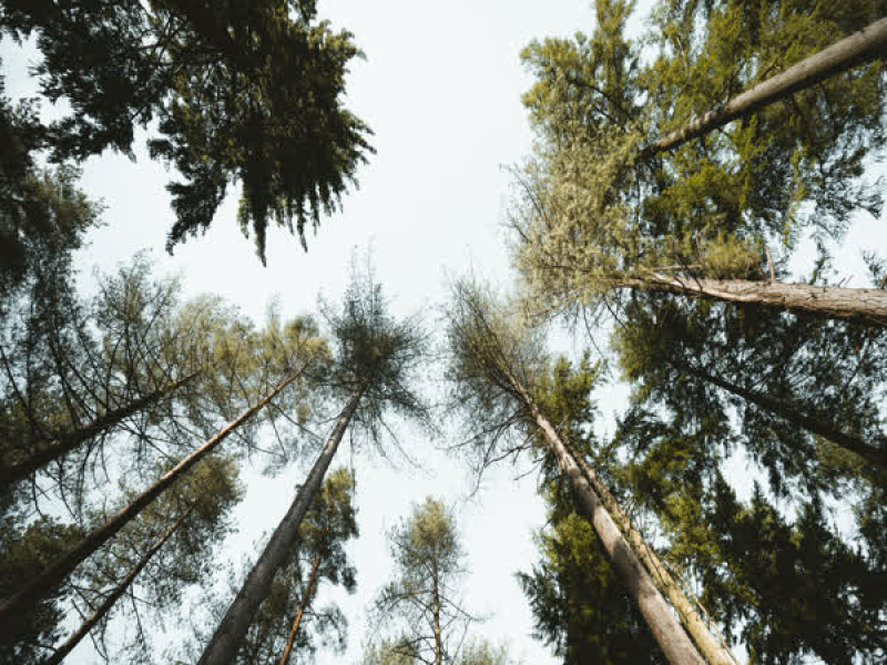 Tree of Life (Single)