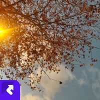 樱花飘又落 (Single)