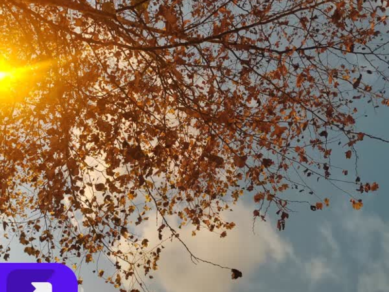 樱花飘又落 (Single)