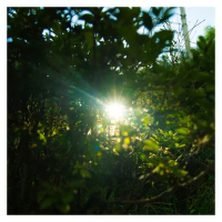 우리에게 피어나는 것 (Single)