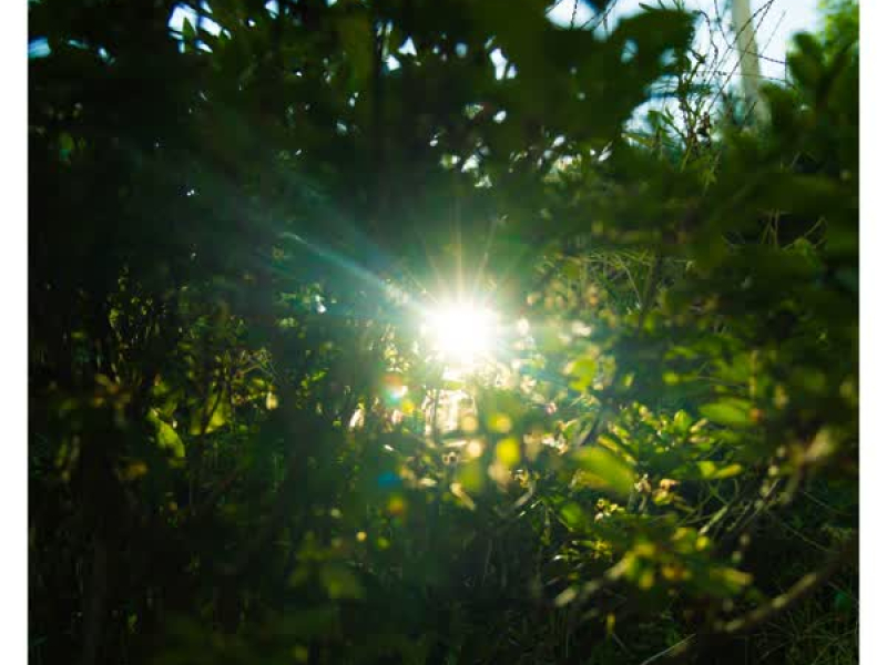 우리에게 피어나는 것 (Single)