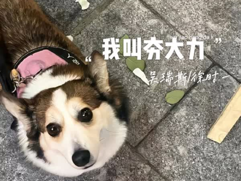 我叫夯大力 (Single)