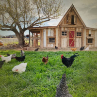 Chicken Sounds on Farm for Instant Relaxation and Good Mood (Single)