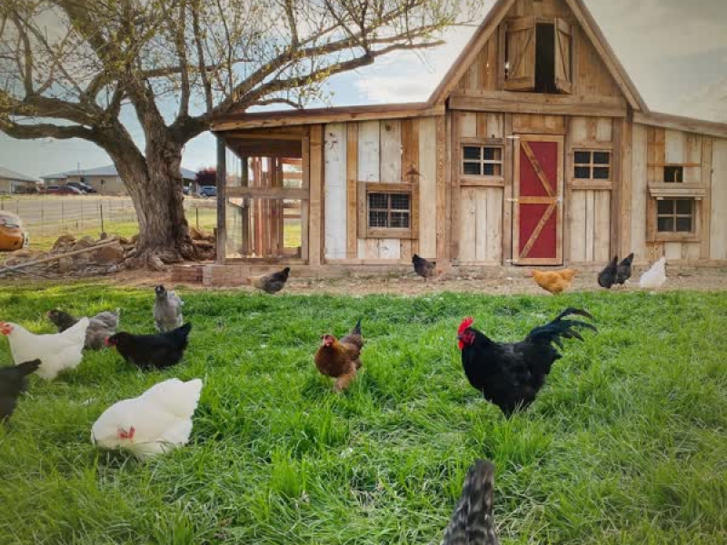 Chicken Sounds on Farm for Instant Relaxation and Good Mood (Single)