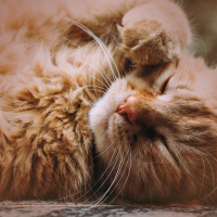 Cat Purring Sounds for Deep Focus and Better Memory (Single)