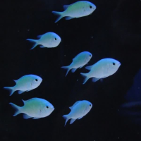glowfish (Single)