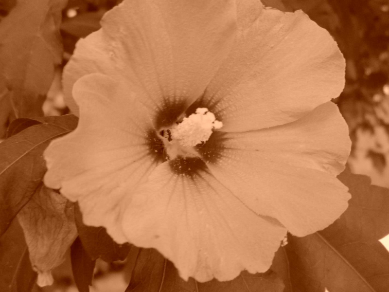 Music to make love (Single)