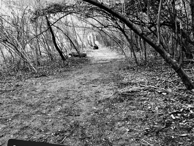 I Used To Roam (Single)