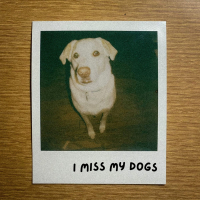 I Miss My Dogs (Single)