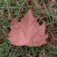 el amor nunca esta de mi lado (Single)