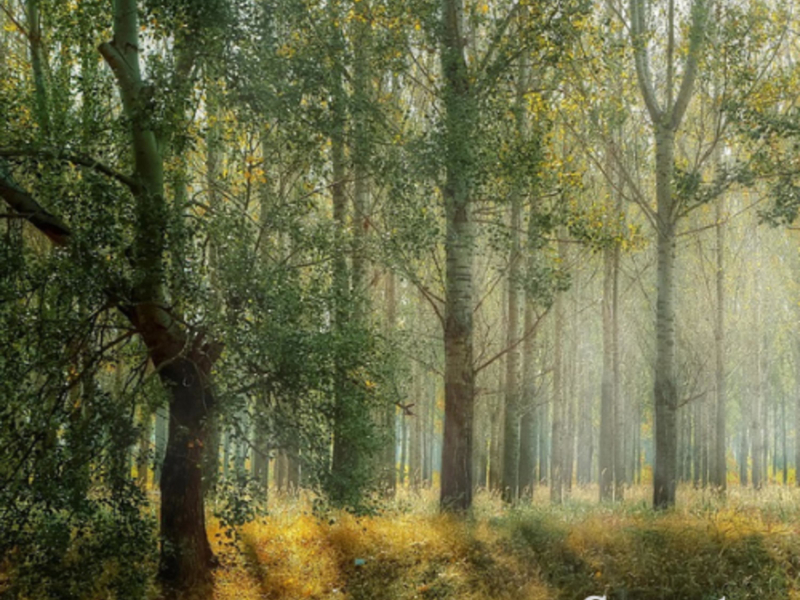 Sweaty Forest (Single)