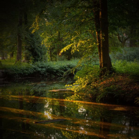 Relax and Clear Negative Thoughts with Forest Pond Sounds (Single)