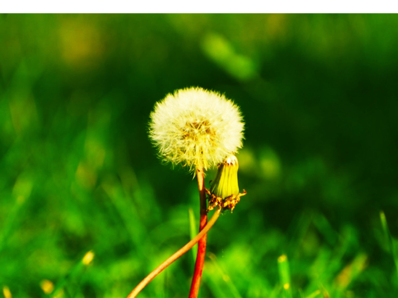 Brotherhood (Single)