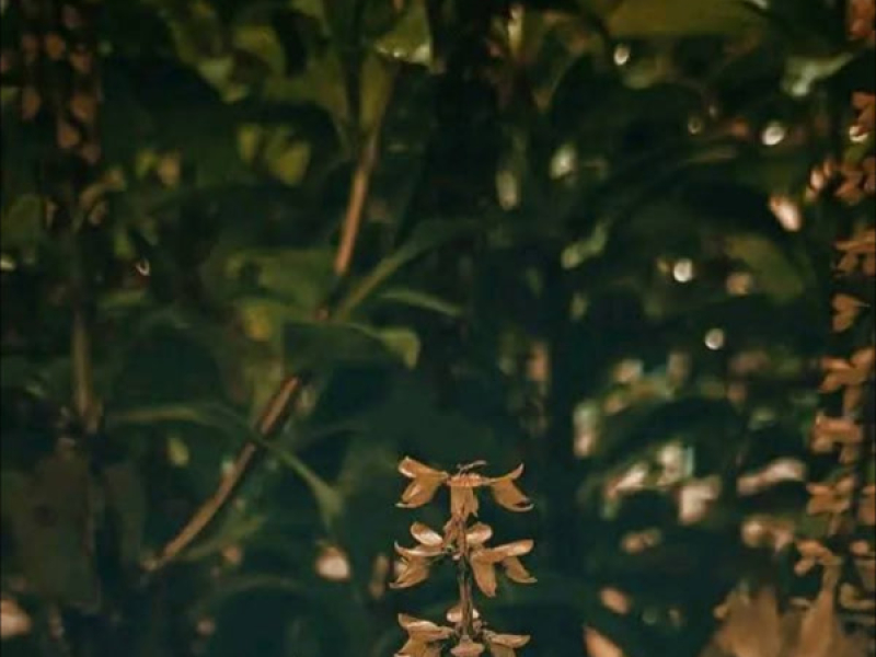 Jangan khianati kebaikan (Single)