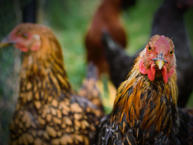 Relieve Stress and Relax with Animal and Chicken Sounds (Single)