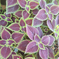 Te amei sem pedi (Single)