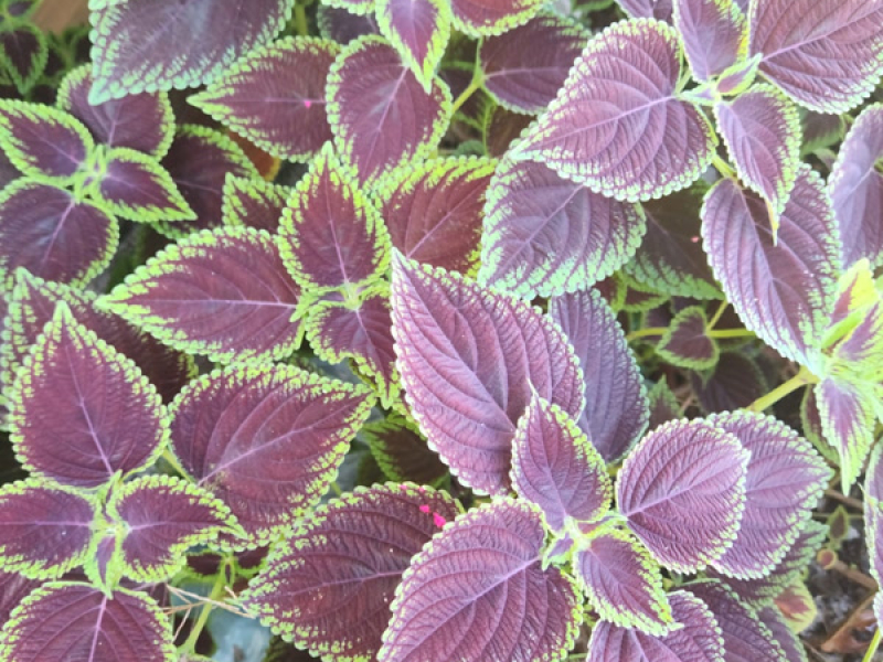 Te amei sem pedi (Single)