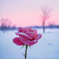 ウィンター・ローズ (Single)