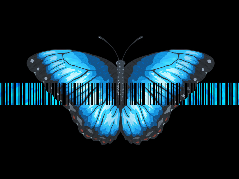 Butterfly (Single)