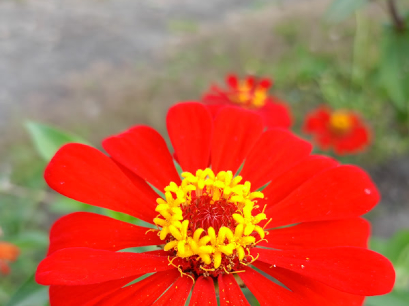 Buta mata kakinya (Cover) (Single)