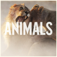 Animals (Single)