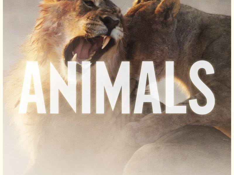 Animals (Single)