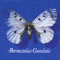 Parnassius Guccinii