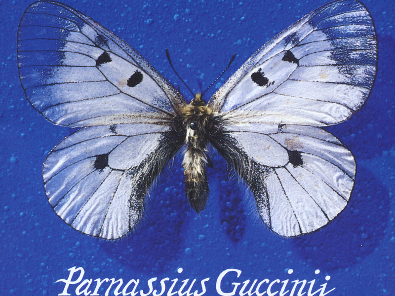 Parnassius Guccinii