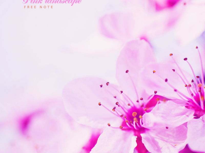 Pink landscape (Single)