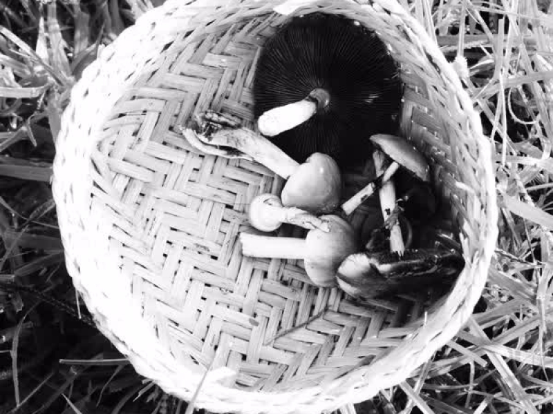 Paseo C12H17N2O4P (Single)