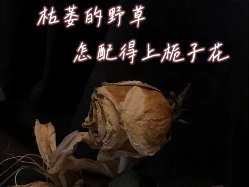 枯萎的野草怎配得上栀子花 (Single)