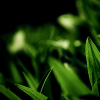 亲爱的你是否和我一样 (男生版) (Single)