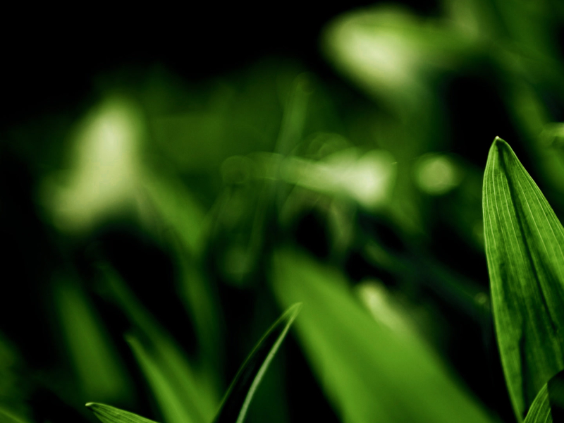 亲爱的你是否和我一样 (男生版) (Single)