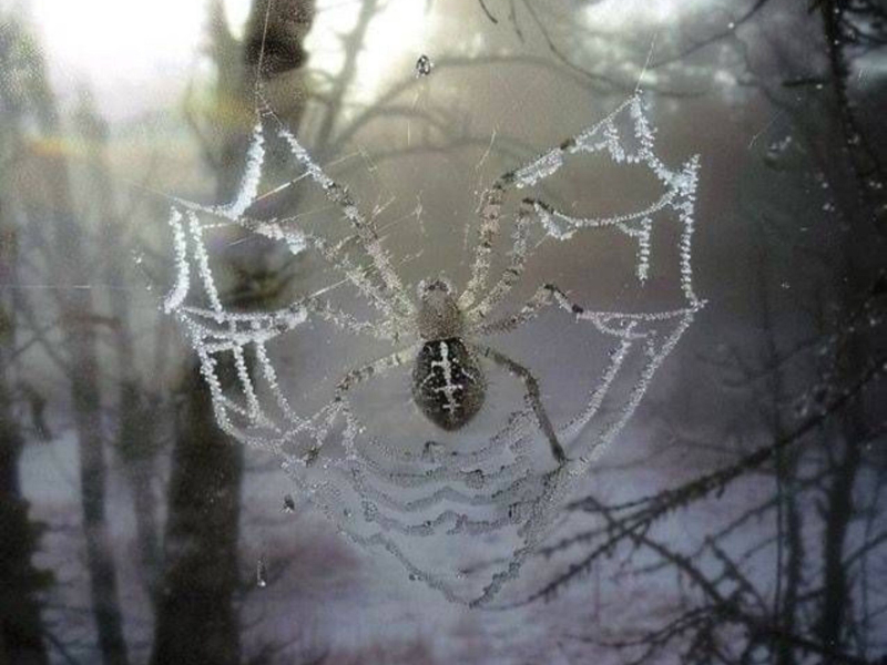 Love Potions x Vixen (EP)